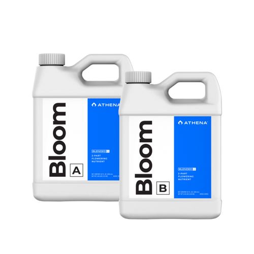 Athena Bloom A+B