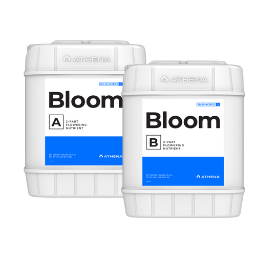 Athena Bloom A+B