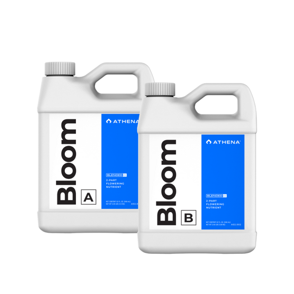 Athena Bloom A+B