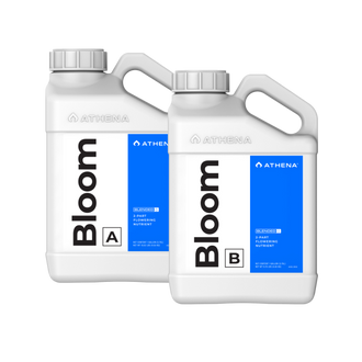 Athena Bloom A+B