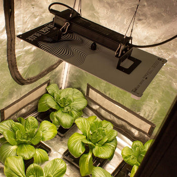 LUMII BLACK BLADE 200W LED