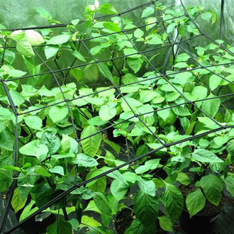 LightHouse StretchNet, 4 hooks